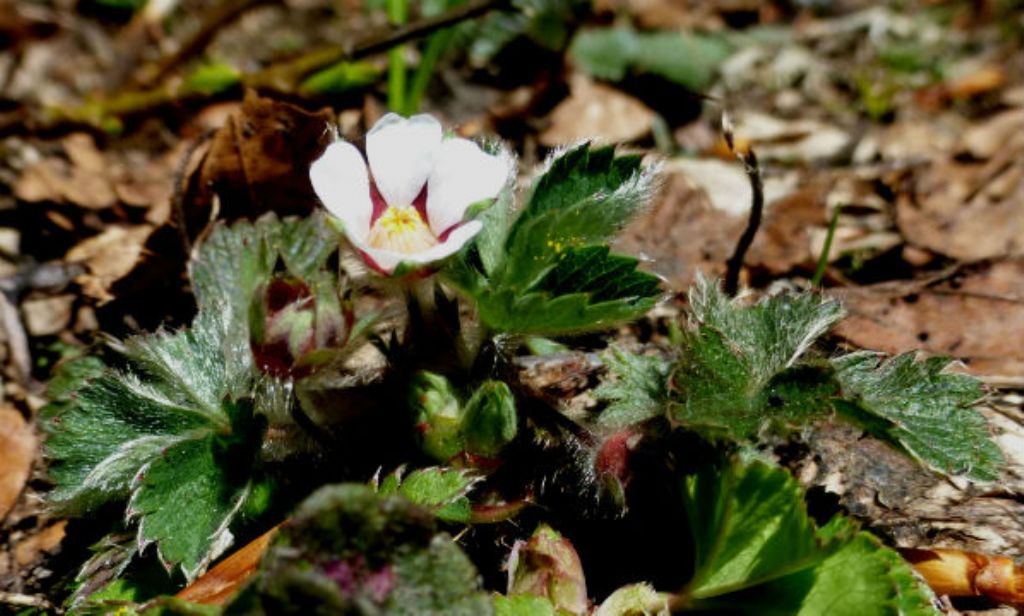 Potentilla micrantha
